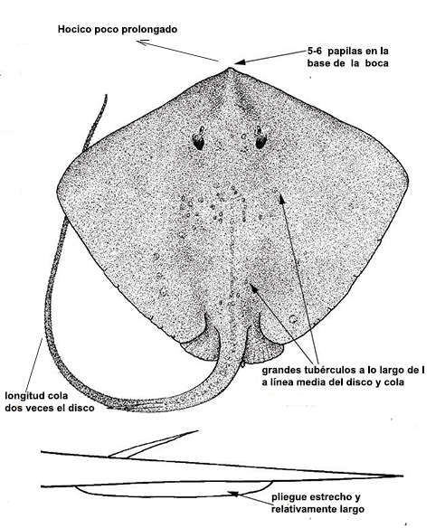 Dasyatis centroura_01.jpg
